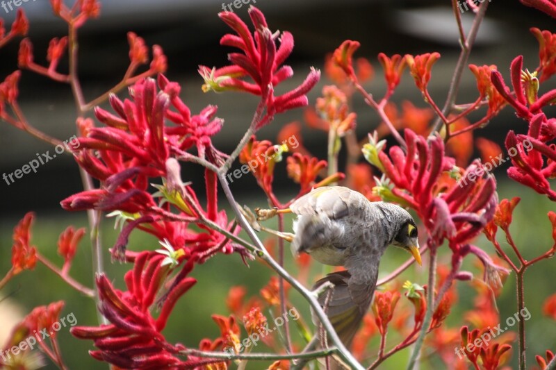 Australia Brisbane Multicultural Mosaic Bird