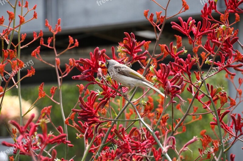 Australia Brisbane Multicultural Mosaic Bird