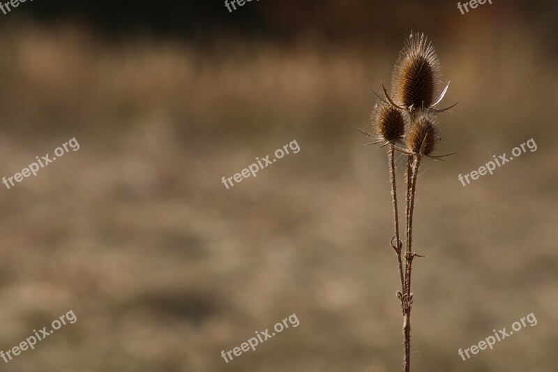 Burdock Dried Field Meadow Autumn