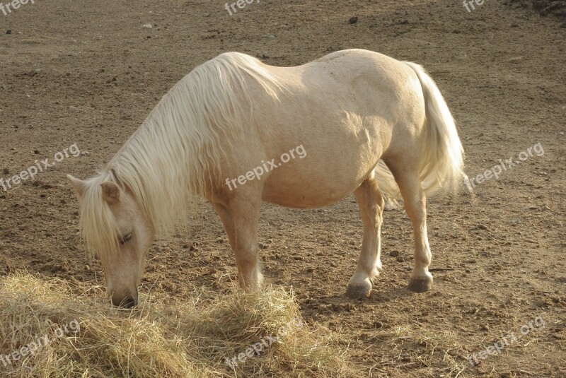 Pony Shetland Hay Horse Pony-shetland