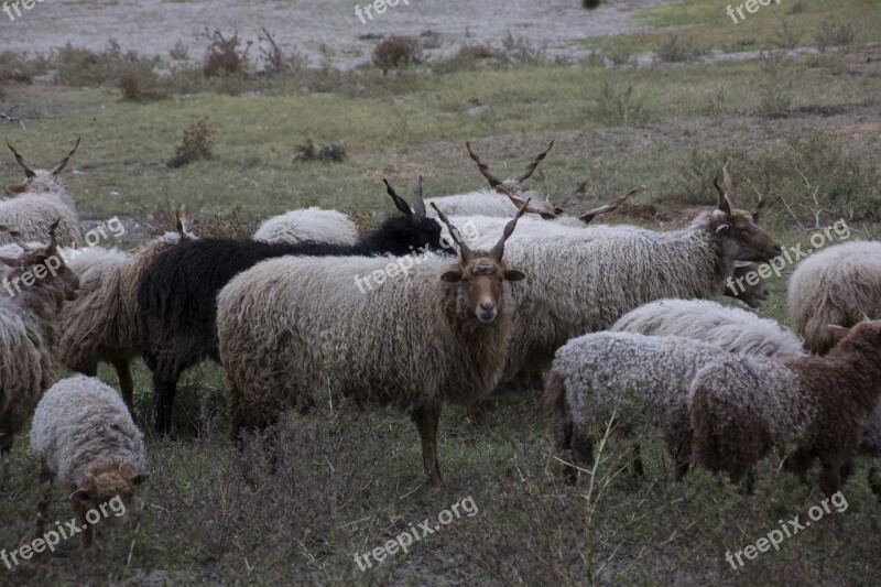 Hungary Nature Animals Lake Balaton Horns