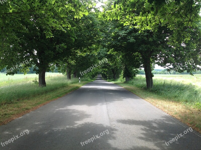 Avenue Romance Brandenburg Rügen Deciduous Tree