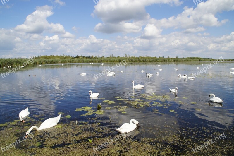 Landscape Spring Lake Nature Reserve Nature Moorland