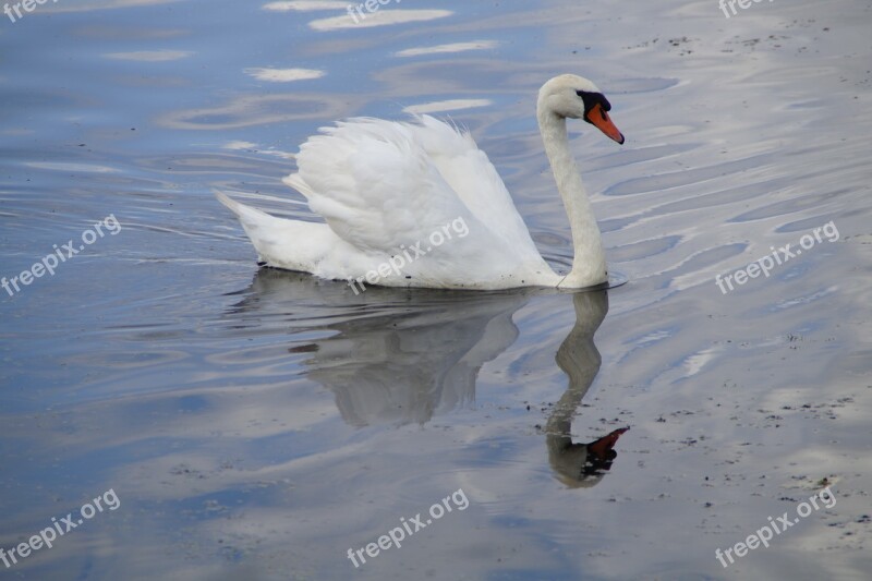 Swan Water Bird Beautiful Animals White