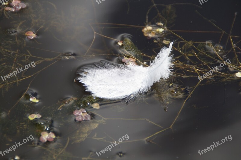 Feather White Feather Water Bird Swan Lost