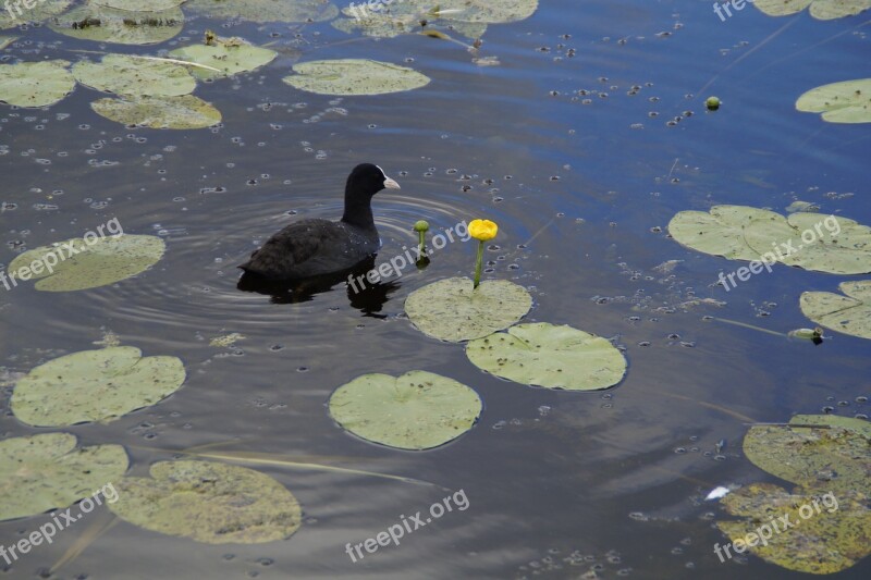 Coot Ralle Water Bird Bird Animal