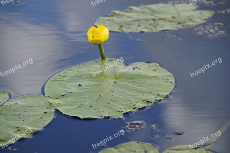 Water Lily Bud Seerosenblüte Lily Bud Pond