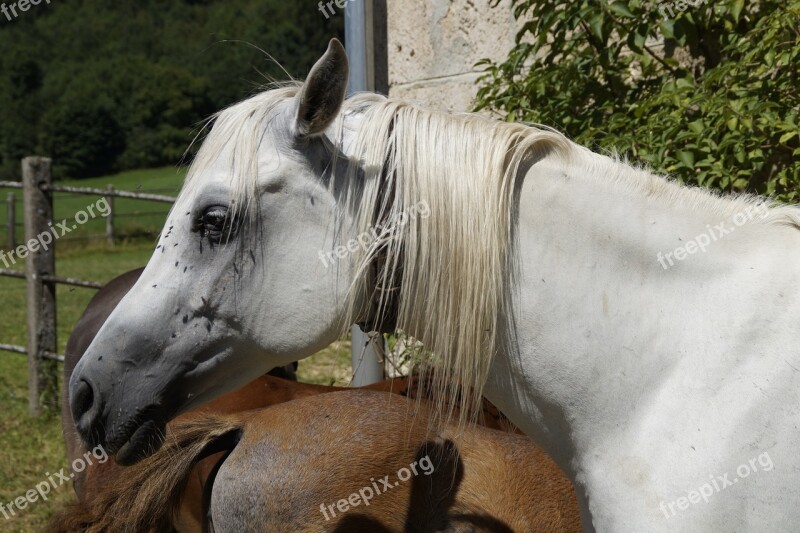 Horse Head Summer Fly Plage Mare Arabs