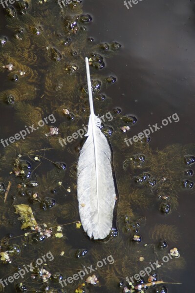 Water Aquatic Plants Feather Swan Feather Swim