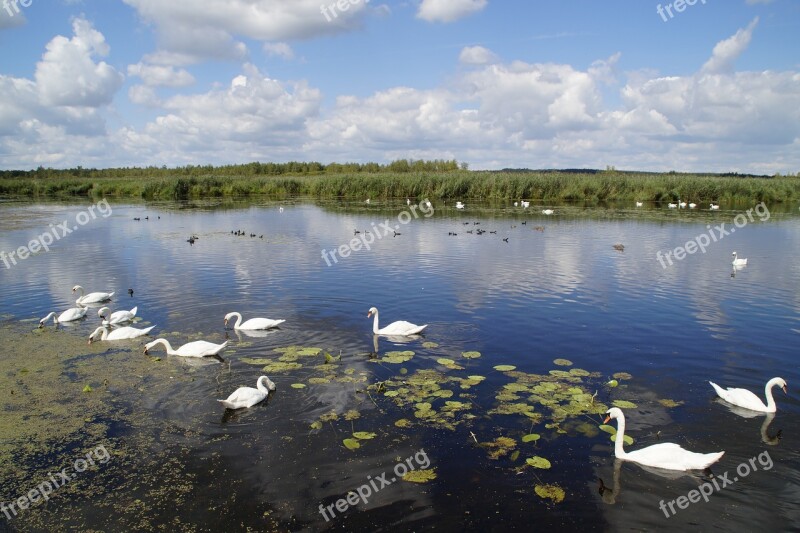 Landscape Spring Lake Nature Reserve Nature Moorland