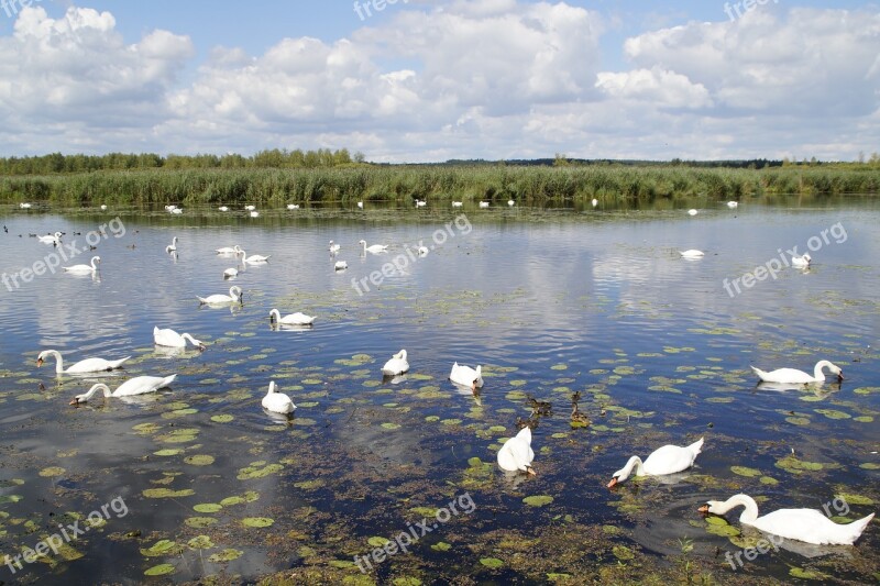 Landscape Spring Lake Nature Reserve Nature Moorland