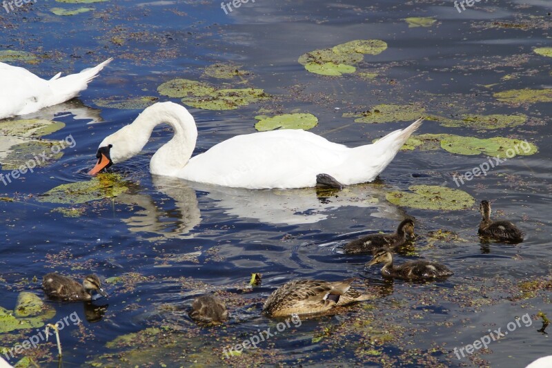 Swans Eat Waterfowl Beautiful Animals