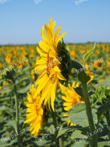 Sunflower Inflorescence Flower Basket Flower Blossom