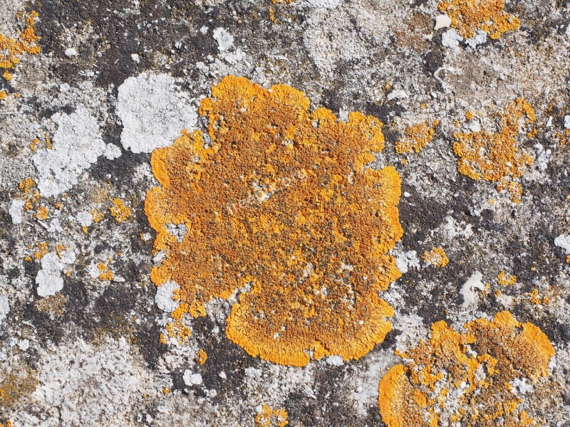 Lichen Ordinary Gelbflechte Xanthoria Parietina Stone Weave