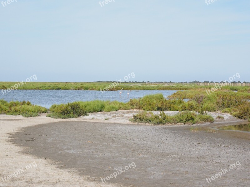 Camargue Nature Park Camargue Lakes Bogs Pink Flamingos