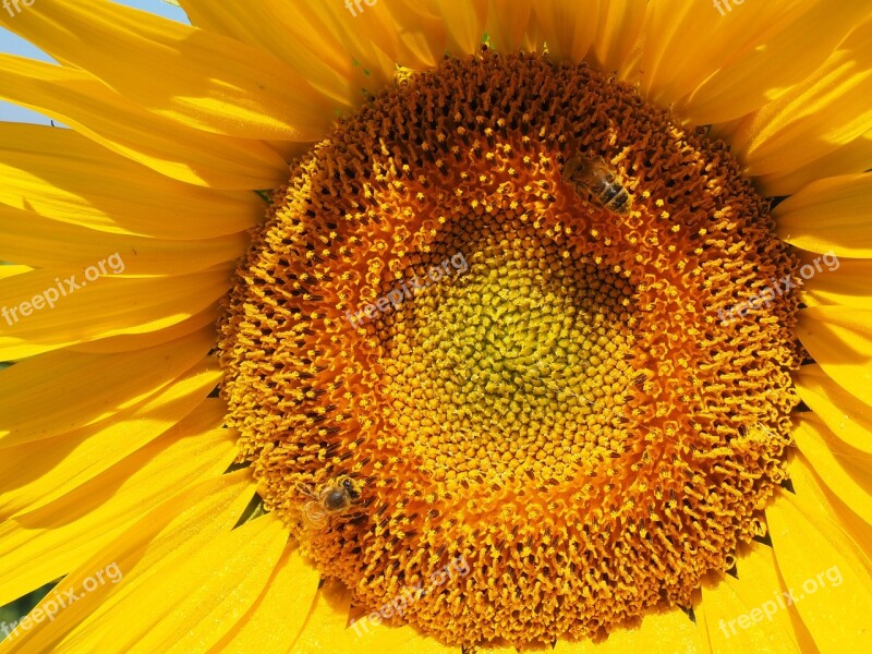 Sunflower Bee Blossom Bloom Nectar