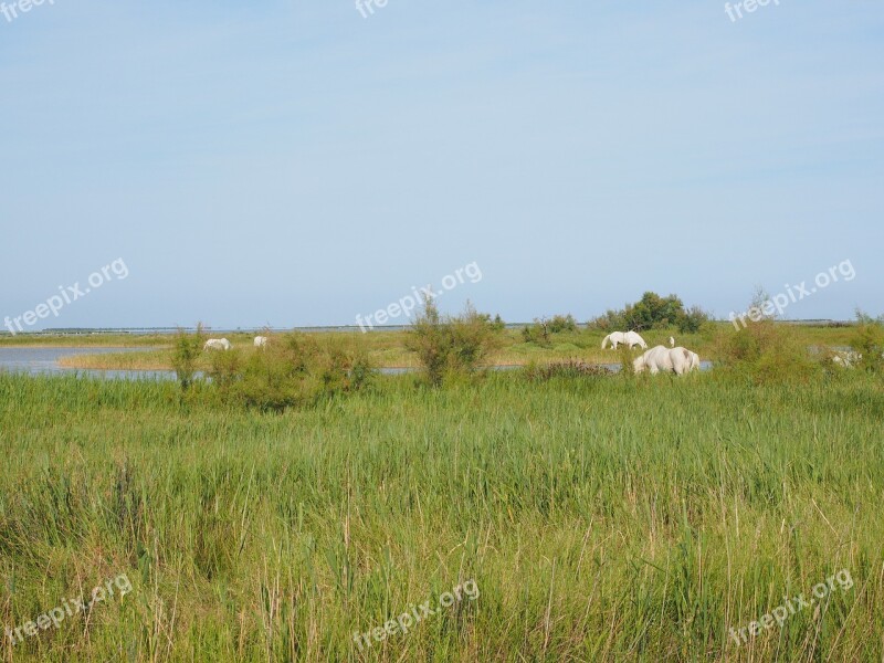 Horses Wild Horses Camargue Nature Park Camargue Lakes