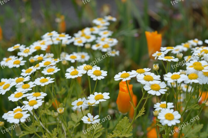 Flowers White Yellow White Flower Plant