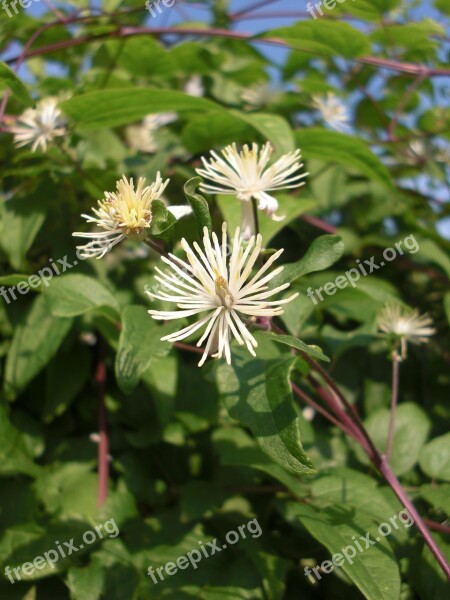 Clematis Bach Flower Remedy Bach Flower Nature