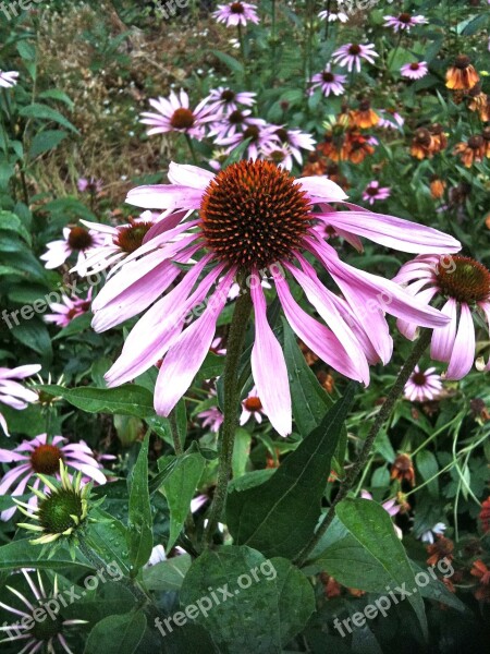 Echinacea Herb Medicinal Herbal Plant