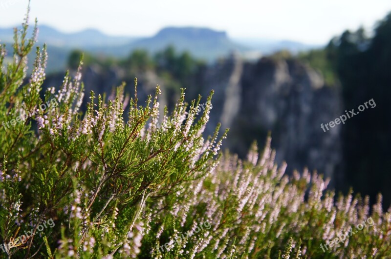 Herb Plant Wild Herbs Nature Green