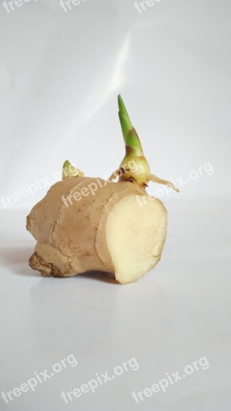 Ginger Ginger Sprout Germination Free Photos