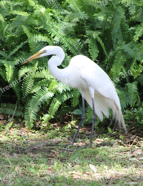 Egret Bird Nature Wildlife Animal