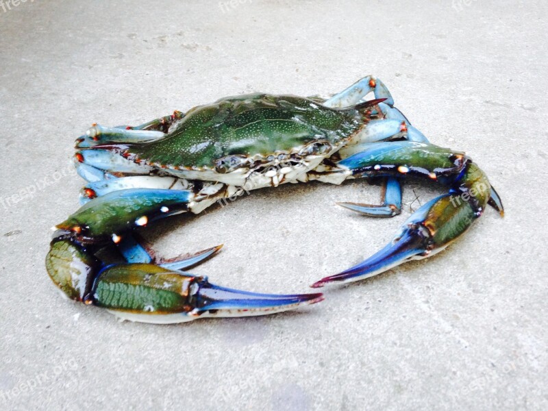 Crab Blue Point Seafood Sea Nature