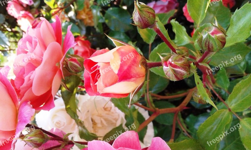 Rose Colorful Bud Color Garden