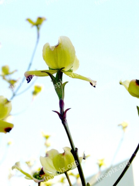 Dogwood Flower Tree Sky Spring