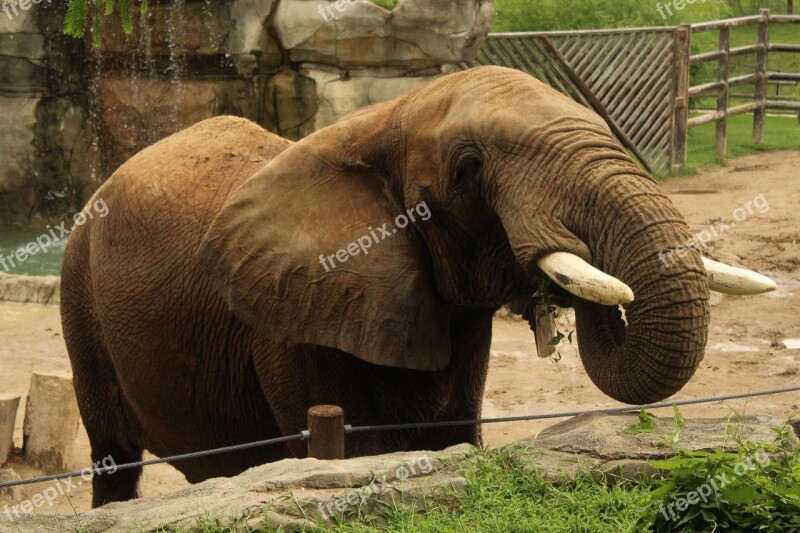 Elephant Trunk Feed Free Photos