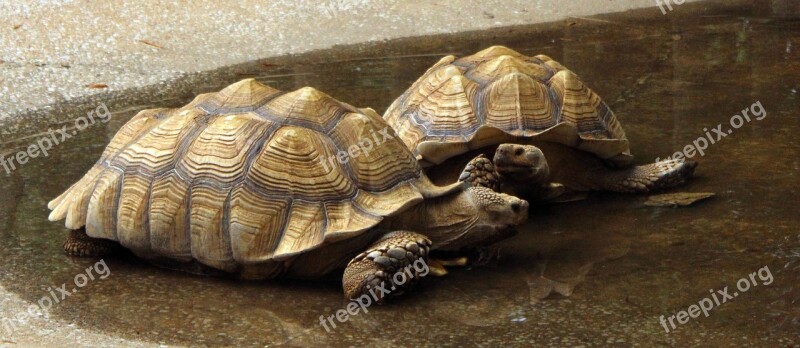 Turtles Galápagos Tortoise Free Photos