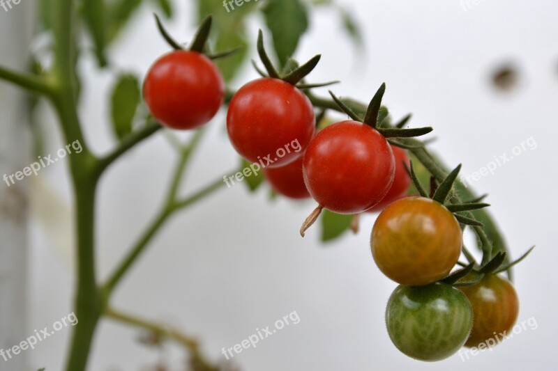 Plant Cherry Tomato Red Food