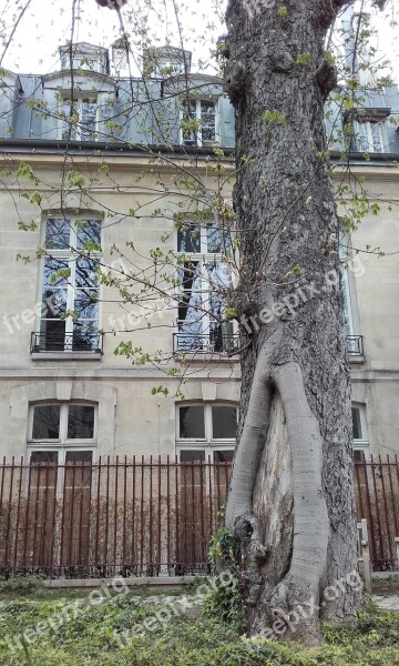 Paris Architecture Garden Tree Trunck