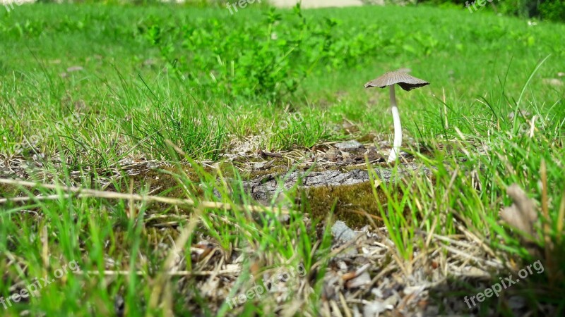 Grass Boletus Sponge Meadow Forest