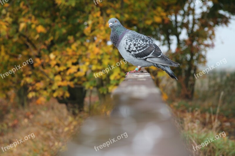 Dove Bird Bridge Autumn Nature