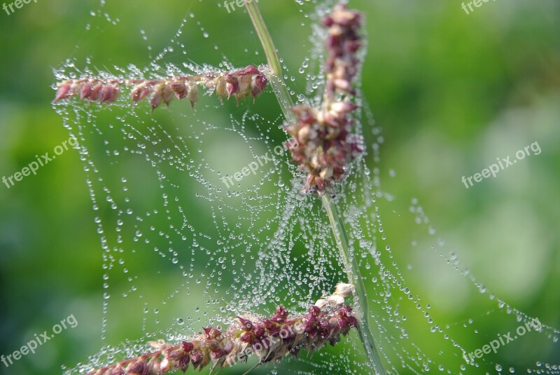 Cobwebs Drip Macro Close Up Nature