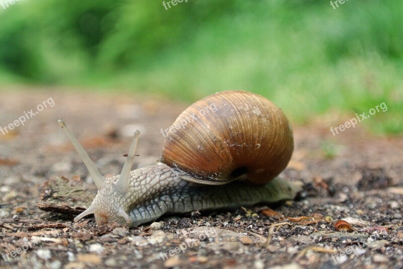 Snail Macro Close Up Animal Recording Shell