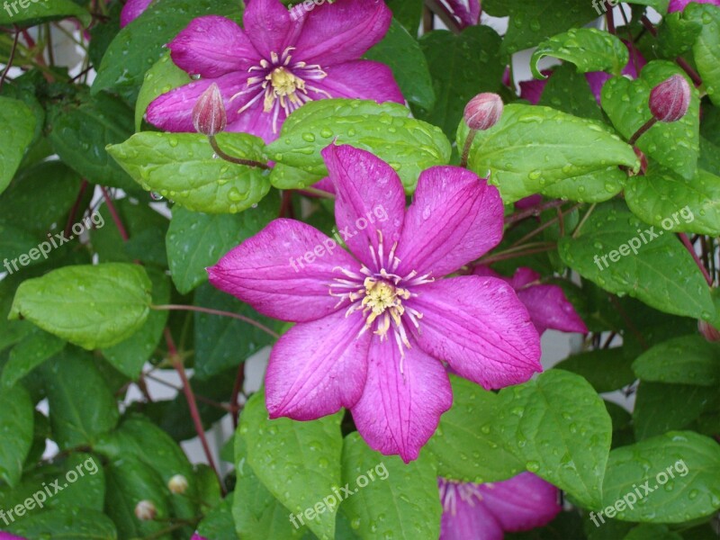 Clematis Flowers Wet Plant Pink