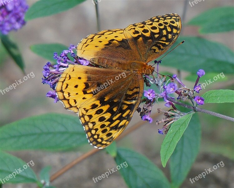 Great Spangled Fritillary Butterfly Butterfly Orange Beautiful Insect