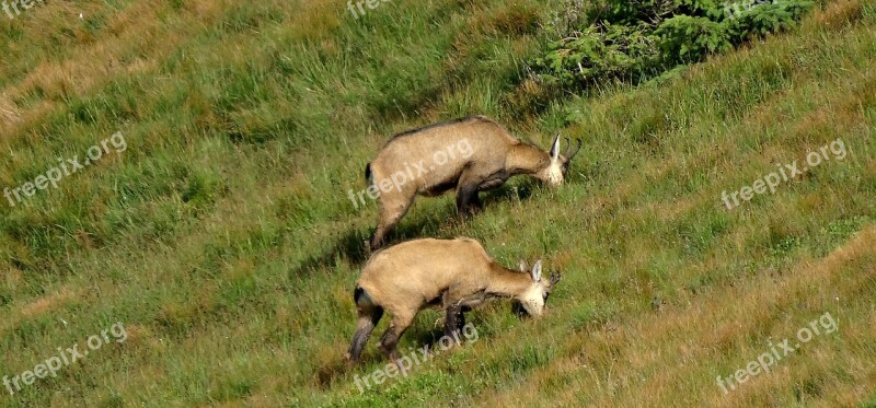 Chamois Animals Poland Landscape Tatry