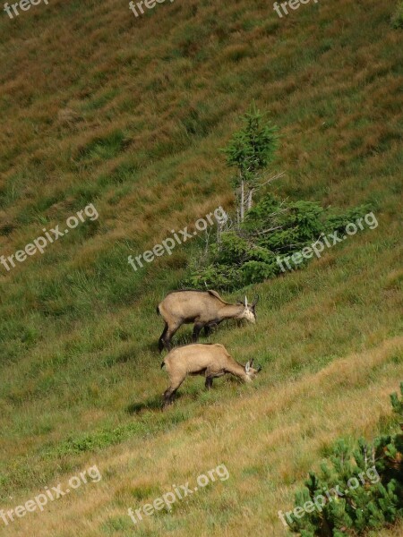 Chamois Animals Poland Tatry Mountains