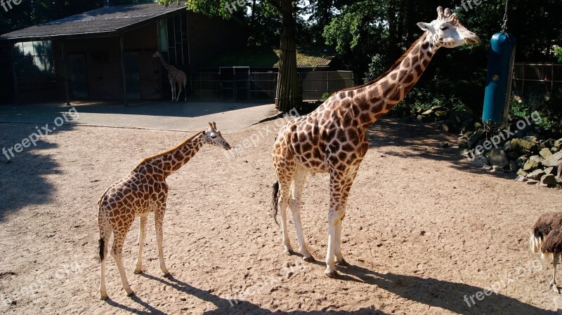 Giraffe Young Animals Park Mother And Child