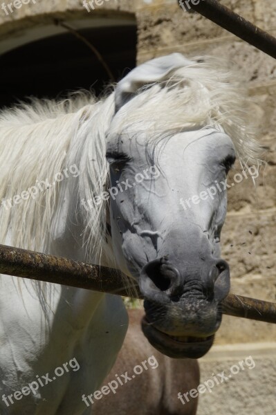 Horse Head Mare Mold Horse Pferdeportrait