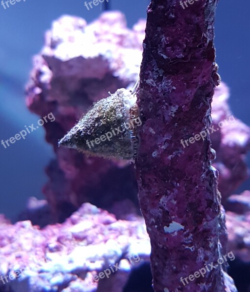 Turbo Snail Snail Mollusk Shell Saltwater Aquarium