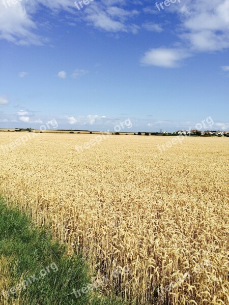 Countryside Rapeseed Blue Sky Free Photos