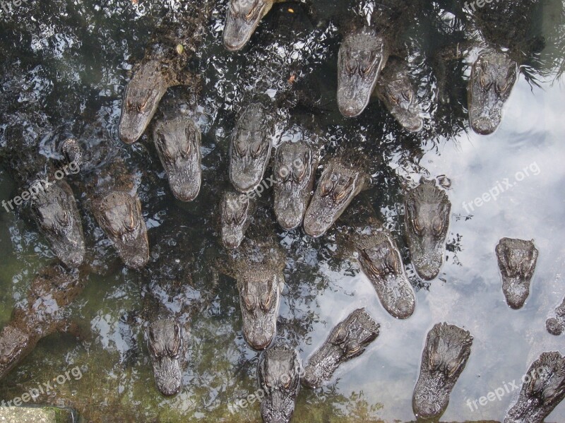 Gators Heads Alligator Wildlife Dangerous