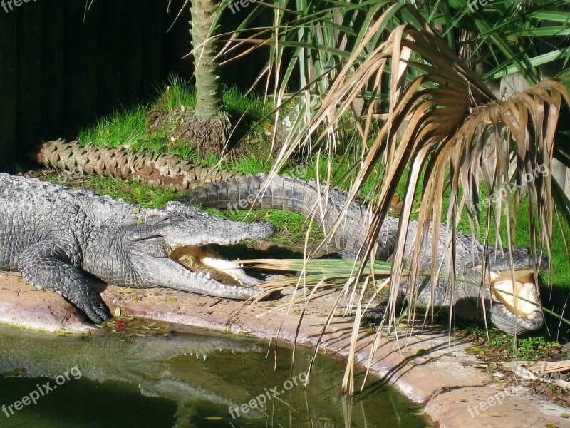 Alligators Reptile Danger Free Photos