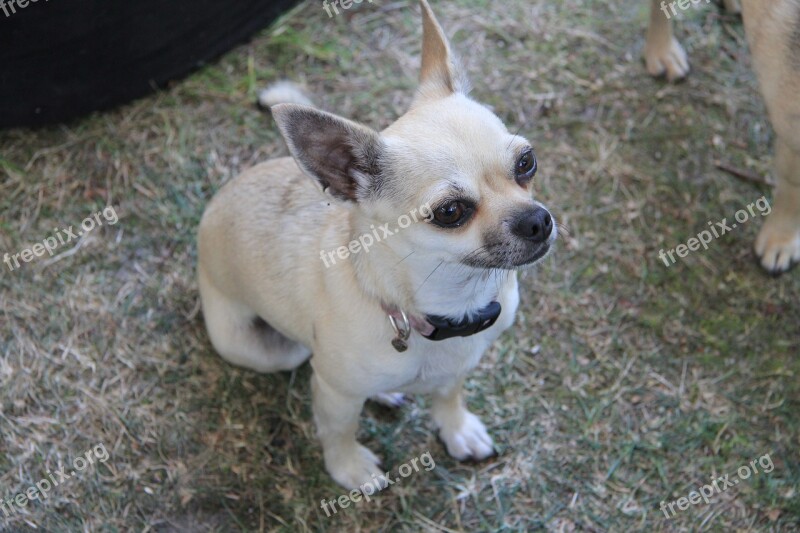 Chihuahua Dog Cute Small Pappy