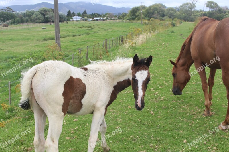 Foal Horses New Zealand Opotiki North Island